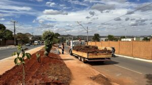 Plantio de mudas em Goiânia realizado pela Comurg 